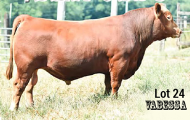 Lot 24 - TJB 914U SANDHILLS 4120C ET